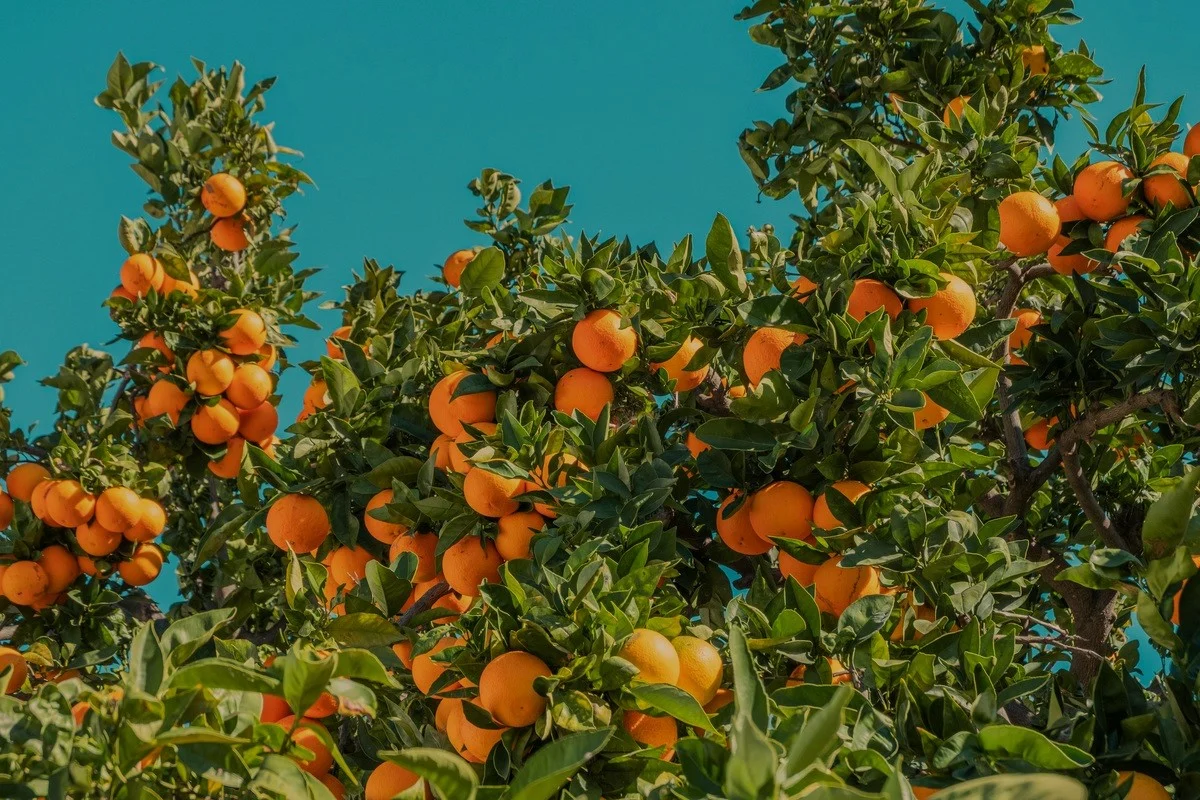 Oranges growing on a tree – acidic fruit to avoid after dental implant surgery